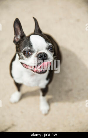 Eine süße Boston Terrier sitzen auf den Zement mit der Zunge, keuchend Stockfoto