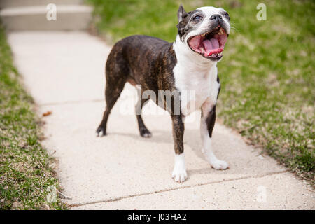 Eine niedliche kleine Boston Terrier stehend auf dem Gehweg eines Hauses und keuchend. Stockfoto