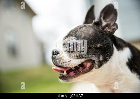 Closeup Profil eines niedlichen kleinen Boston Terrier keuchend in den Hinterhof ein Vorstadthaus. Stockfoto