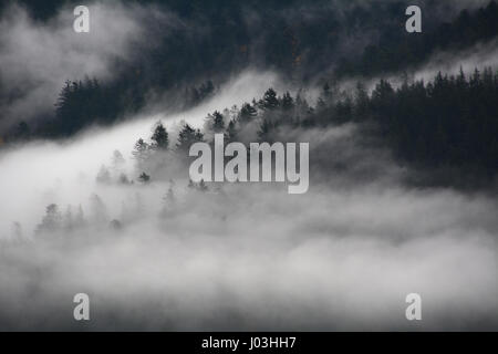 Ein bewaldeter Berghang ist im Morgennebel am Flussufer nahe der Stadt von Harrison Mühlen, Britisch-Kolumbien, Kanada Harrison verdeckt. Stockfoto