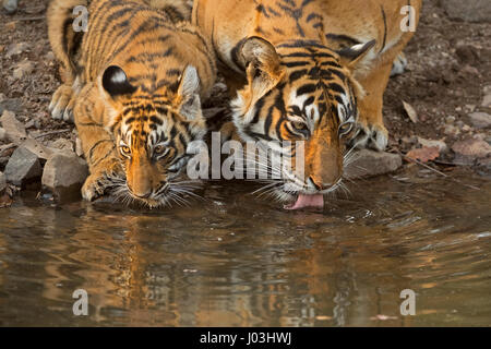 Bengal Tiger (Panthera Tigris Tigris), Tigerin mit ihrem jungen Cub Trinkwasser aus einem kleinen Teich, Ranthambhore National Park Stockfoto