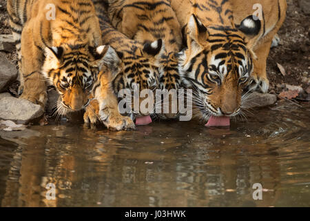 Bengal Tiger (Panthera Tigris Tigris), Tigerin mit ihren jungen Jungen Trinkwasser aus einem kleinen Teich, Ranthambhore National Park Stockfoto