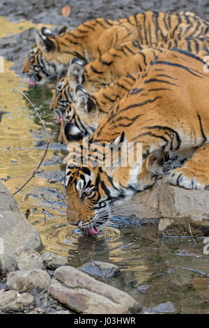 Bengal Tiger (Panthera Tigris Tigris), Tigerin mit ihren jungen Jungen Trinkwasser aus einem kleinen Teich, Ranthambhore National Park Stockfoto