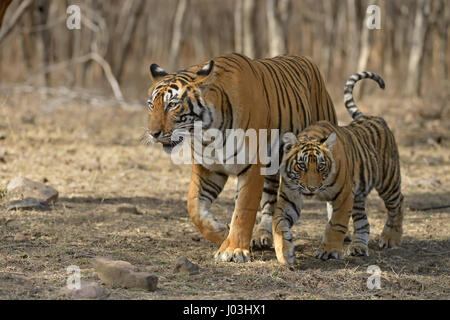 Royal Bengal Tiger (Panthera Tigris Tigris), Mutter und kleine Cub, Wandern in den trockenen Laubwäldern des Ranthambhore Stockfoto