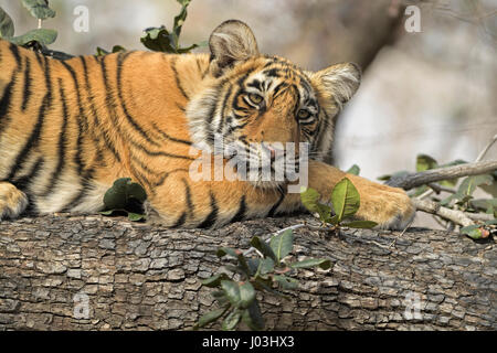 Royal Bengal Tiger (Panthera Tigris Tigris), Jungtier, schlafen auf dem Stamm eines Baumes, Ranthambhore National Park, Rajasthan, Indien Stockfoto