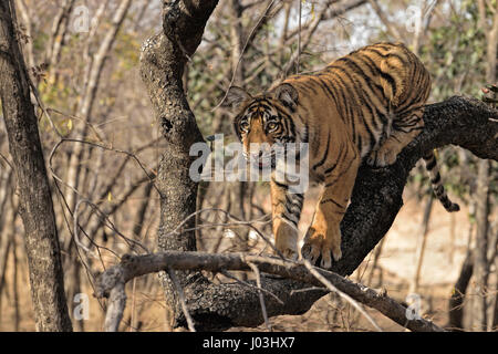 Royal Bengal Tiger (Panthera Tigris Tigris), Jungtier, Klettern am Stamm eines Baumes, Ranthambhore National Park, Rajasthan, Indien Stockfoto