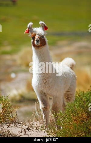 Lama (Lama Glama), Provinz Jujuy, Argentinien Stockfoto