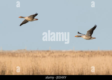 Zwei graue Gänse (Anser Anser) im Flug, Cley Marshes, Norfolk, England Stockfoto