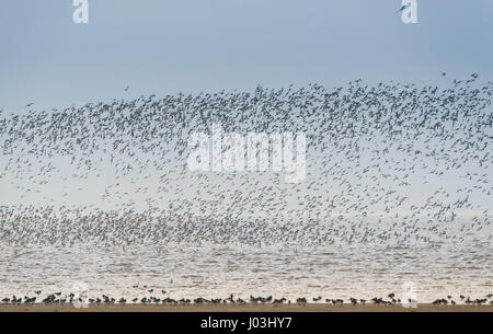 Große Herde von Watvögeln, rote Knoten (Calidris Canutus) und Austernfischer (Haematopus Ostralegus) über die alluvialen Bereich waschen Stockfoto