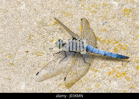 Einzelner isolierter blaue Libelle mit Flügel weit verbreitet, Farbe im Freien Nahaufnahme detaillierte Makro auf sandigem Hintergrund an einem sonnigen Tag Stockfoto