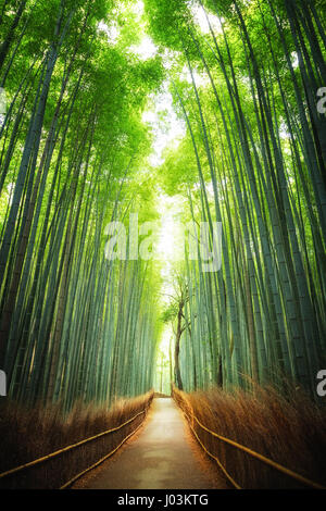 Weg durch den Bambushain in Arashiyama, Kyoto, Japan Stockfoto