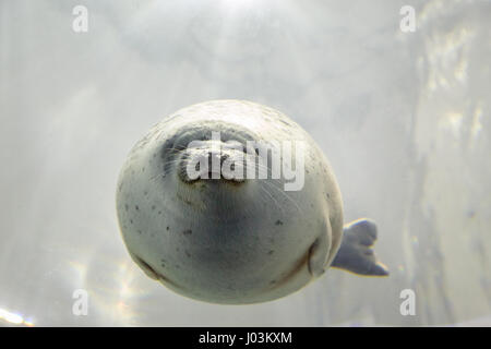 Hafen Sie Dichtung unter Wasser. Ansicht von vorne. Stockfoto