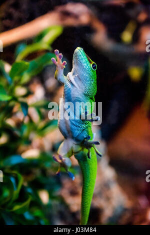 grünen Gecko Glas mit Saugnäpfen festhalten Stockfoto