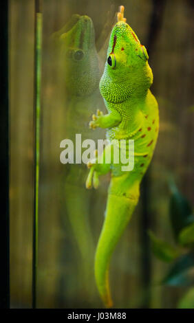 grünen Gecko Glas mit Saugnäpfen festhalten Stockfoto