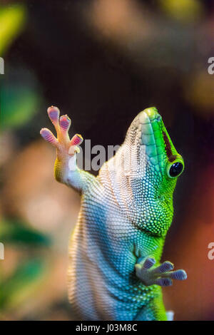 grünen Gecko Glas mit Saugnäpfen festhalten Stockfoto