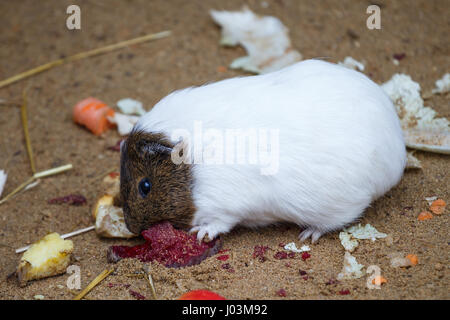 Meerschweinchen frisst rote Beete (Cavia Aperea F. Porcellus) Stockfoto