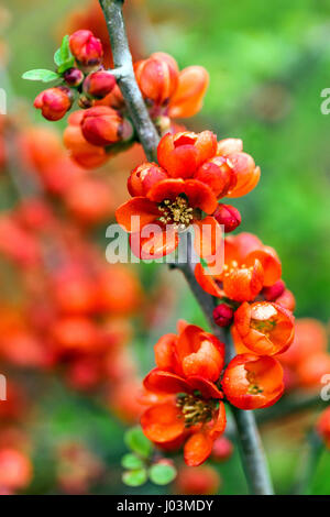 Blühende Quitten Blüte Chaenomeles japonica sargentii Frühling rote Blüten auf Verzweigung Stockfoto