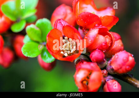 Japanische Quitte Chaenomeles japonica sargentii in einem Gartenstrauch Zweig Rote Blumen Stockfoto