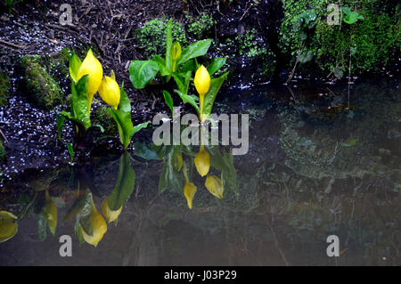 Refletions Sumpf Kohl oder gelb Skunk Cabbage (Lysichiton Americanus oder Lysichiton Camtschatcensis) in Valley Gardens Harrogate, Yorkshire.UK. Stockfoto