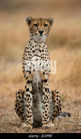 Gepard sitzt in der Savanne. Nahaufnahme. Kenia. Tansania. Afrika. Nationalpark. Serengeti. Maasai Mara. Stockfoto