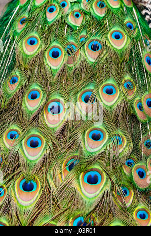 Pfauenfedern Stockfoto