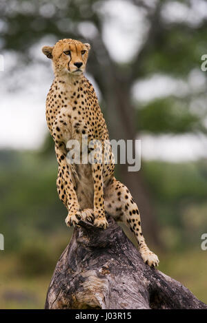 Gepard sitzt auf einem Baum in der Savanne. Kenia. Tansania. Afrika. Nationalpark. Serengeti. Maasai Mara. Stockfoto