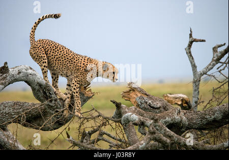 Gepard sitzt auf einem Baum in der Savanne. Kenia. Tansania. Afrika. Nationalpark. Serengeti. Maasai Mara. Stockfoto