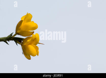 Gelber Ginster Blumen Hintergrund Himmel mit textfreiraum für Text. Stockfoto