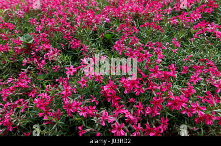 Kriechende Phlox (genannt Moss Phlox auch in lateinischer Sprache: Phlox Subulata) im Garten Stockfoto