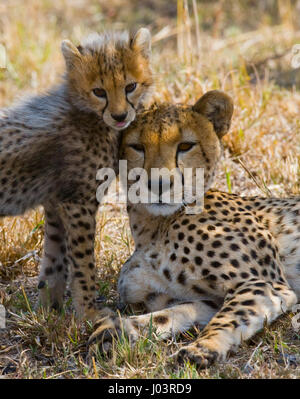 Mutter Gepard und ihr Junges in der Savanne. Kenia. Tansania. Afrika. Nationalpark. Serengeti. Maasai Mara. Stockfoto