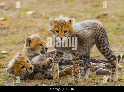 Gepardenjungen spielen miteinander in der Savanne. Kenia. Tansania. Afrika. Nationalpark. Serengeti. Maasai Mara. Stockfoto