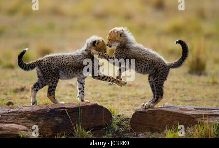 Gepardenjungen spielen miteinander in der Savanne. Kenia. Tansania. Afrika. Nationalpark. Serengeti. Maasai Mara. Stockfoto