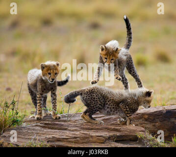 Gepardenjungen spielen miteinander in der Savanne. Kenia. Tansania. Afrika. Nationalpark. Serengeti. Maasai Mara. Stockfoto