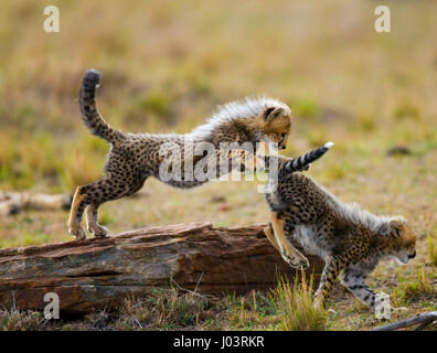 Gepardenjungen spielen miteinander in der Savanne. Kenia. Tansania. Afrika. Nationalpark. Serengeti. Maasai Mara. Stockfoto