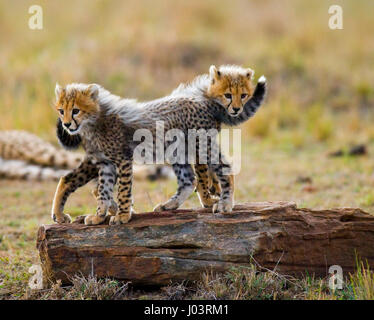 Zwei Gepardenjungen, die auf einem Felsen stehen. Kenia. Tansania. Afrika. Nationalpark. Serengeti. Maasai Mara. Stockfoto