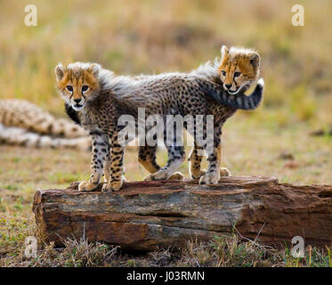 Zwei Gepardenjungen, die auf einem Felsen stehen. Kenia. Tansania. Afrika. Nationalpark. Serengeti. Maasai Mara. Stockfoto