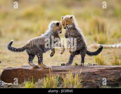 Gepardenjungen spielen miteinander in der Savanne. Kenia. Tansania. Afrika. Nationalpark. Serengeti. Maasai Mara. Stockfoto