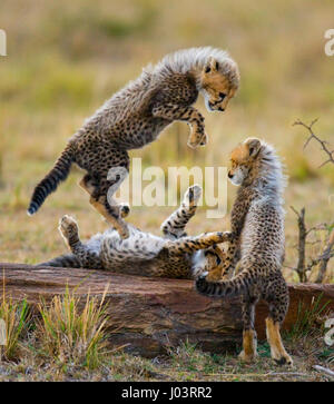 Gepardenjungen spielen miteinander in der Savanne. Kenia. Tansania. Afrika. Nationalpark. Serengeti. Maasai Mara. Stockfoto