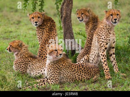 Fünf Geparden in der Savanne. Kenia. Tansania. Afrika. Nationalpark. Serengeti. Maasai Mara. Stockfoto