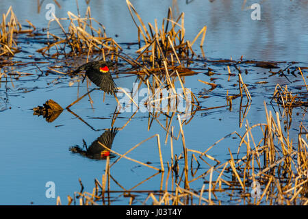 Männlichen Erwachsenen Rotschulterstärling (Agelaius Phoeniceus) fliegen über einem Wisconsin Sumpf im April Stockfoto