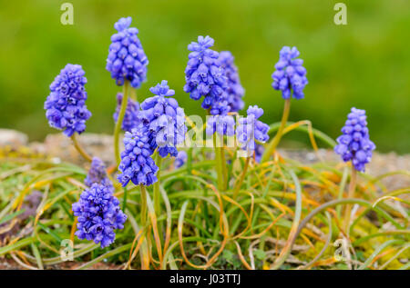 Traubenhyazinthen. Armenischen Traubenhyazinthen (Muscari Armeniacum) in West Sussex, England, UK. Stockfoto