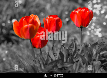 Rote Tulpen (Tulipa), gegen einen einfarbigen Hintergrund, im Frühjahr in West Sussex, England, UK. Selektive Farbe. Selektive Farbe. Stockfoto