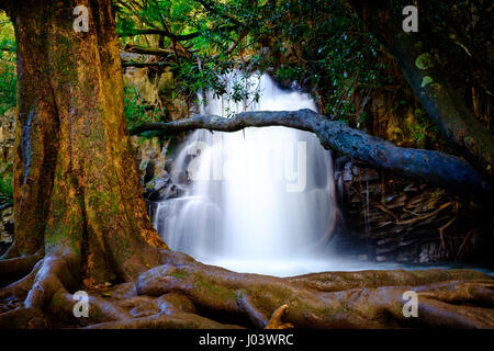 Landschaftsansicht Wasserfall und alten Baum in der Nähe der Straße nach Hana, Maui, Hawaii, USA Stockfoto