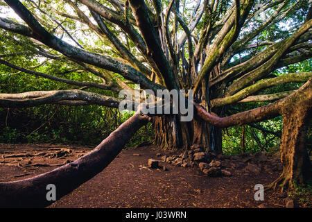 Landschaftsansicht der alten großen Wald Baum mit langen Zweigen, Hawaii Stockfoto