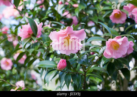 X williamsii Zehenspitzen Kamelie im Frühjahr. Stockfoto