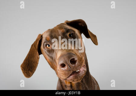 Porträt eines Dobermann Pinscher Welpen (10 Monate alt) in Großbritannien. Stockfoto