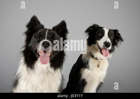 Border Collies, Großbritannien. Stockfoto