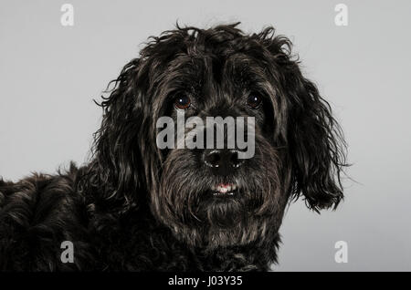 Porträt eines Miniatur-Labradoodle in Großbritannien. Stockfoto