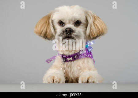 Lhasa Apso Hund (Hündin, 5 Jahre alt), fotografiert in Großbritannien. Stockfoto