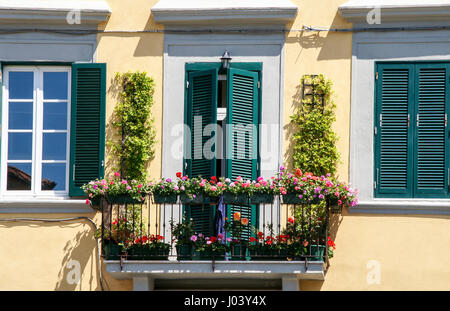 Eine schöne Blume dekoriert Balkon und Fenster in ein Haus in Livorno, Italien. Stockfoto